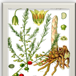 Satavari herb